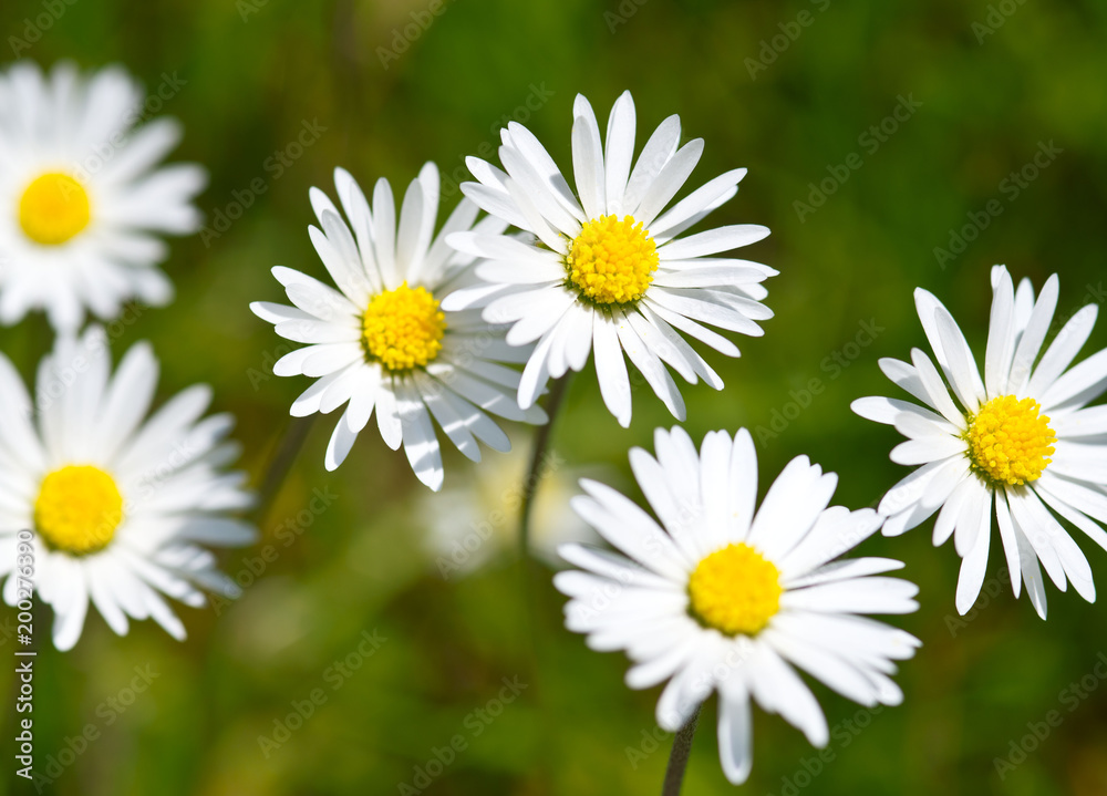 Gänseblümchen, Bellis perennis
