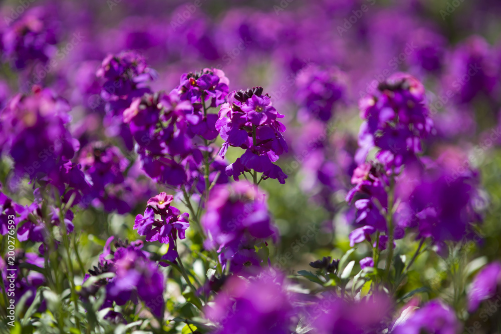 Obraz premium Goldlack, Erysimum