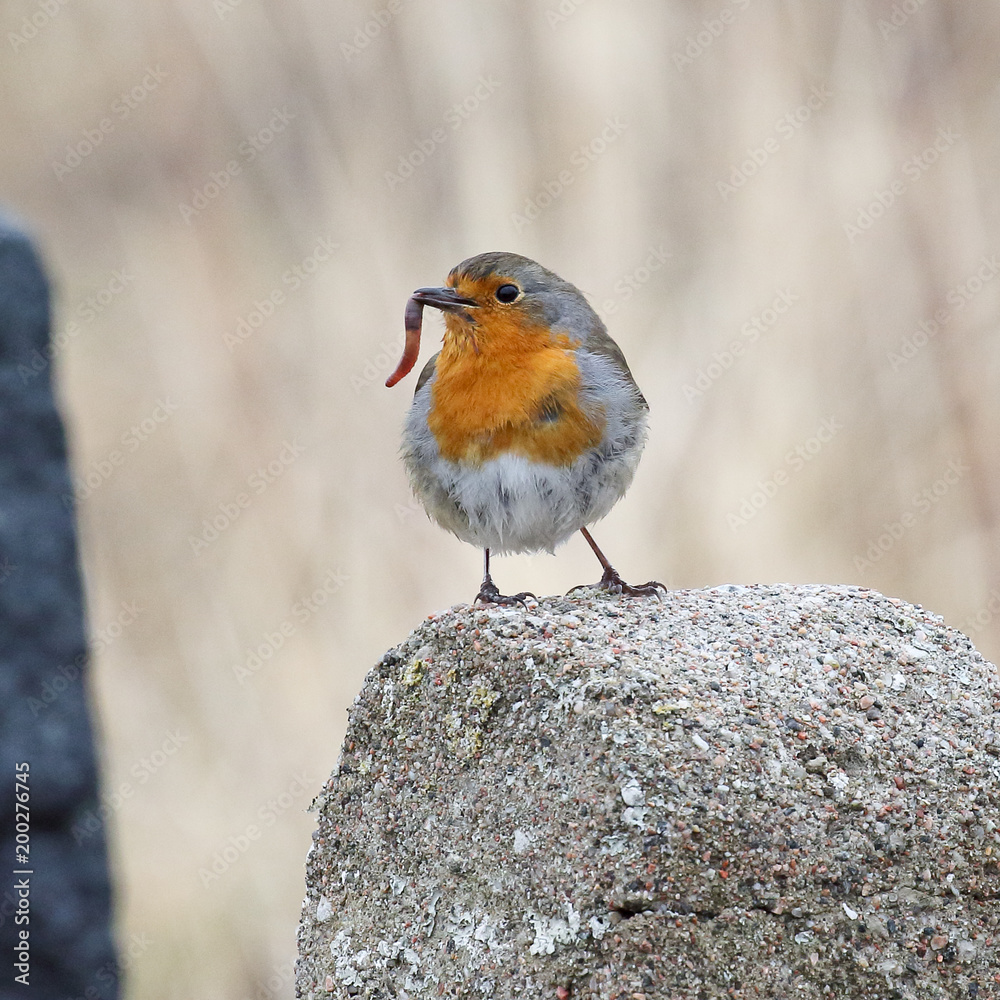 European robin European robin