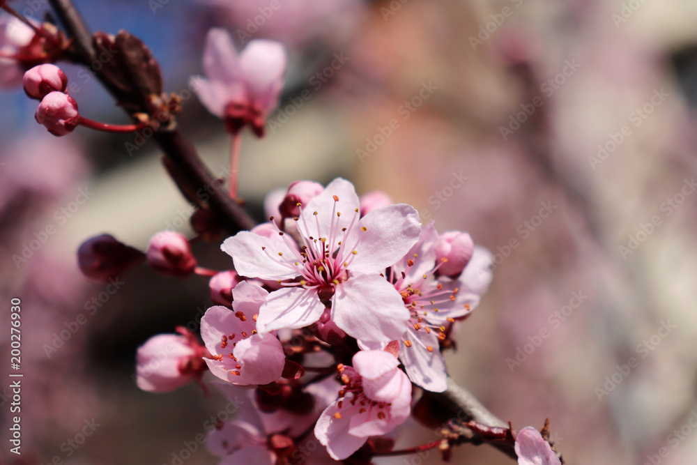 Closeup image of delicate spring pink blossom of tree prunus on little branch, blooming, leaves, warm colors, blurry background, copy space. Spring season.Nature concept. Closeup image of delicate spring pink blossom of tree prunus on little branch, blooming, leaves, warm colors, blurry background, copy space. Spring season.Nature concept.