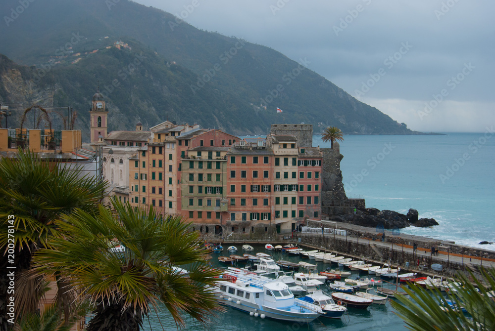 Palm tree and port with typical boats of Camogli - Genoa