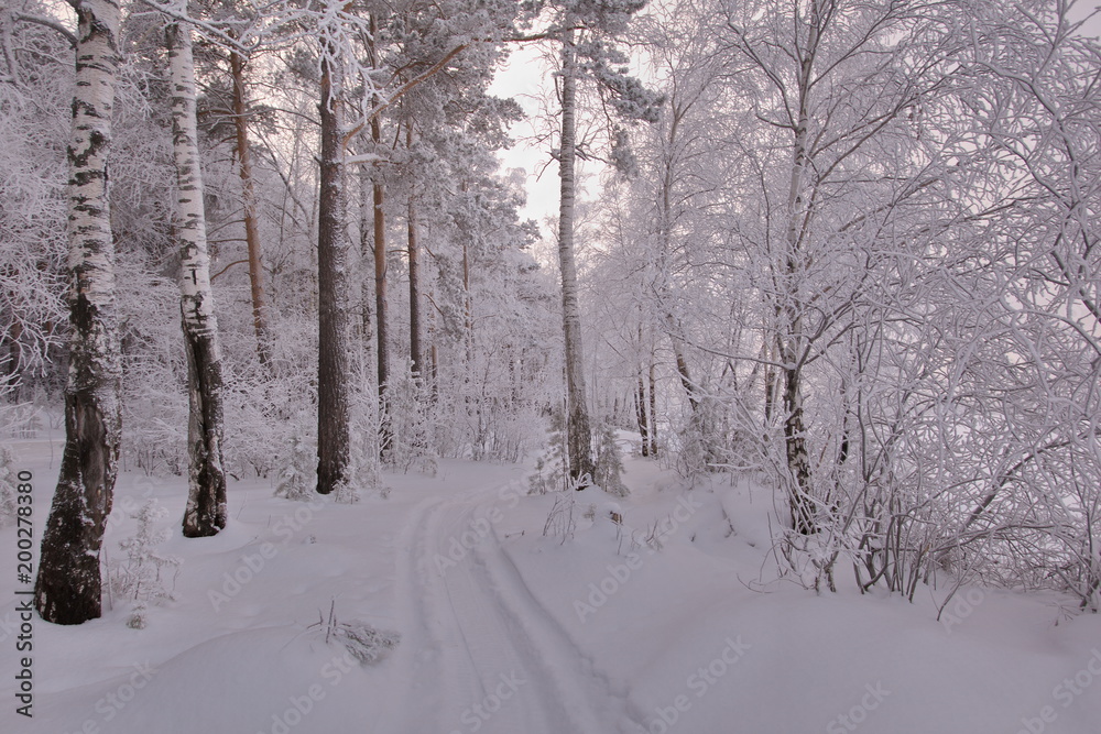 winter twilight in the woods