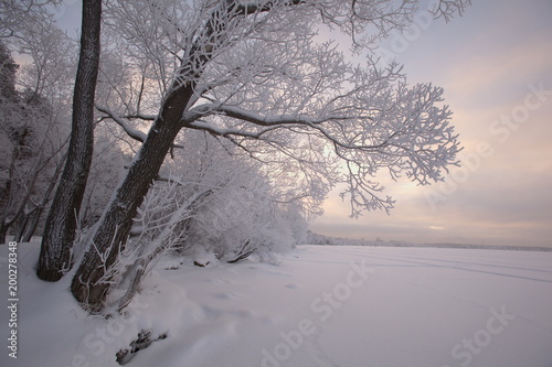 winter twilight in the woods