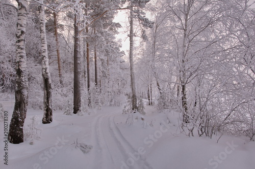 winter twilight in the woods © Василий Шуклин