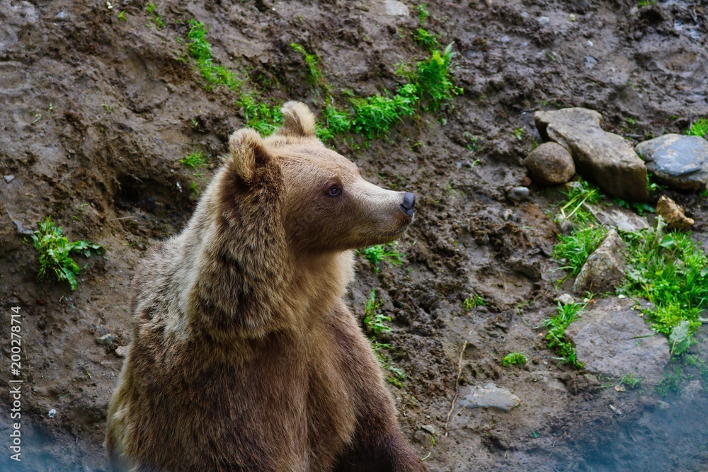 Obraz premium Brown Nordic Bear