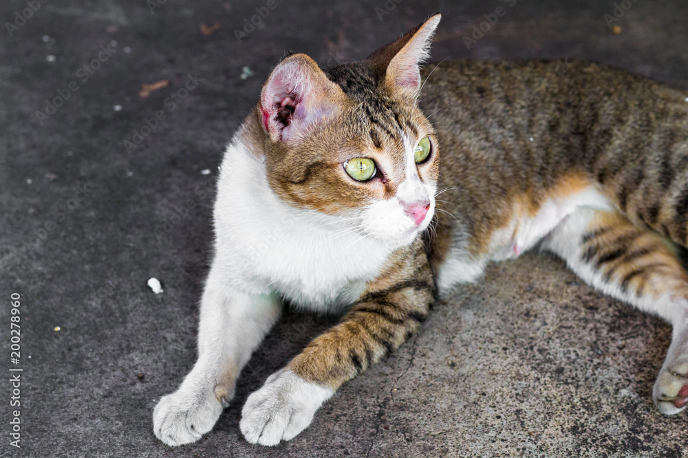 Street cat isolate on background,front view from the top, technical cost-up. Street cat isolate on background,front view from the top, technical cost-up.