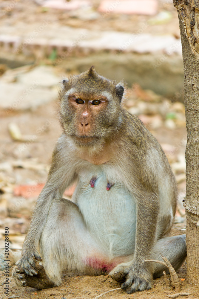 Wild monkey sitting on the floor in a forest