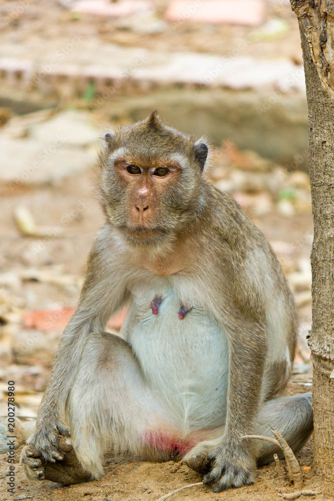 Fototapeta premium Wild monkey sitting on the floor in a forest