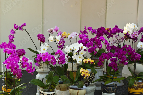 White,yellow and purple orchids