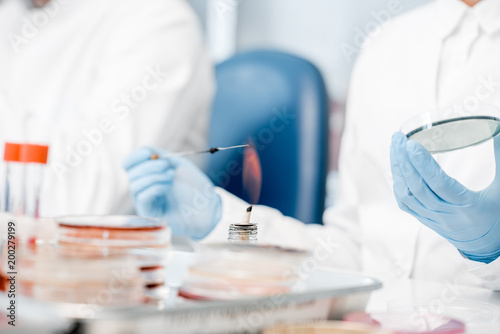 Making bacteriological seeding in Petri dishes heeting tool with fire in the laboratory