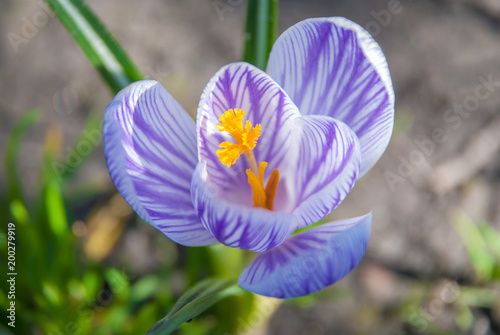 blooming spring flowers crocus growing in wildlife. Purple crocus growing. photo