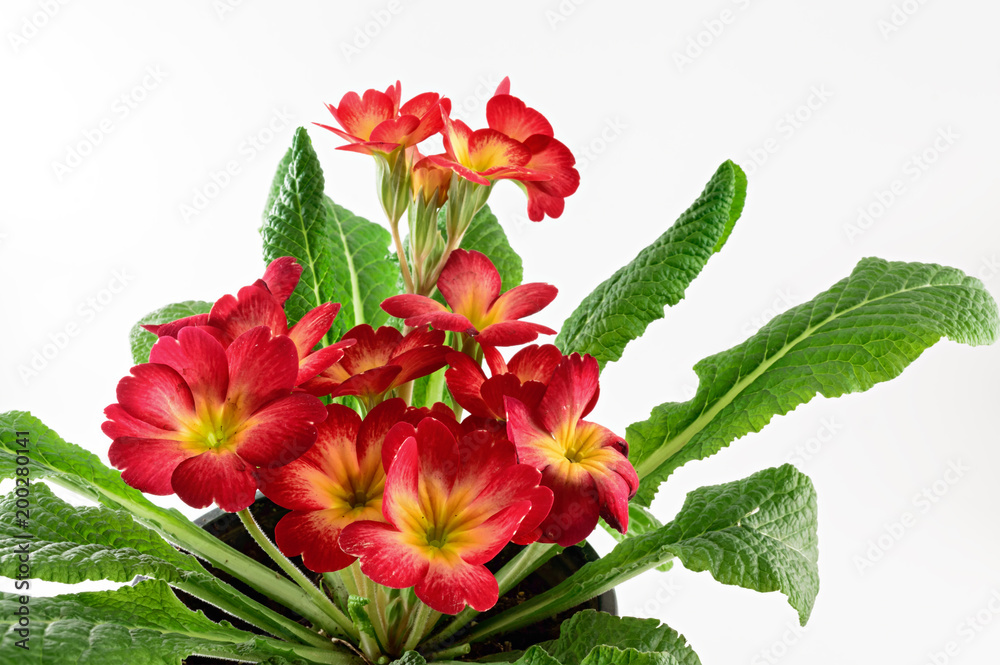 Fototapeta premium Red primrose flowers on white background