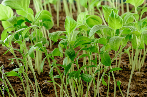 Young green eggplant seedlings