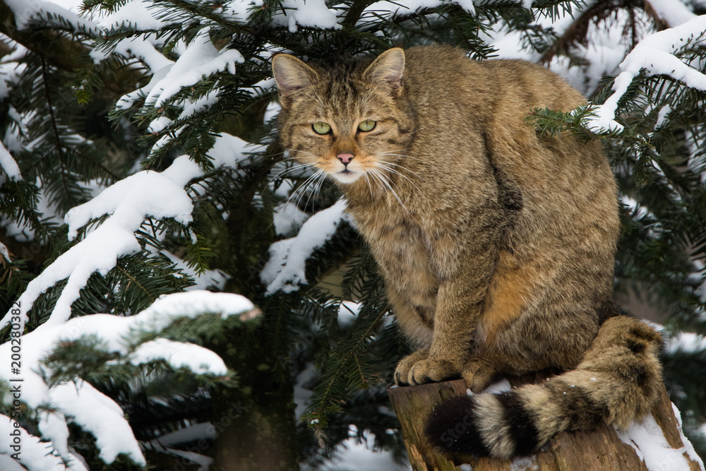 Fototapeta premium Wildcat