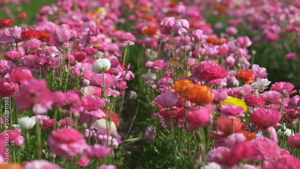 Flower Field Soft Focus In and Out 01 Pink Flower Field Soft Focus In and Out 01 Pink