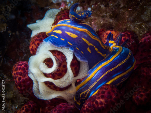 Nudibranchs eggs at Berlengas Islands in Portugal