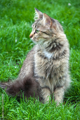 The gray cat sitting in a grass outdoors