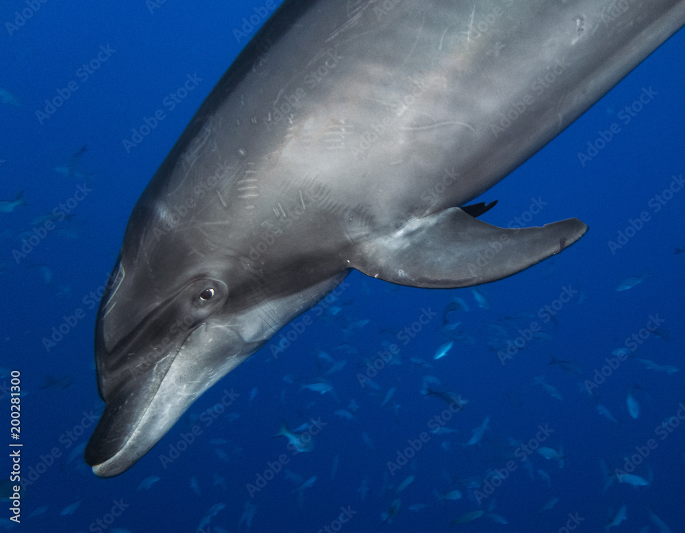 Naklejka premium Bottlednosed Dolphin at Socorro islands