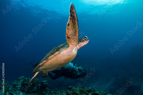 A green turtle swims near diver at in Reunion islands © Pedro