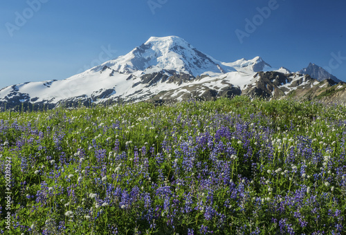 Mt. Baker, Washington wih a field of lupines in foreground
