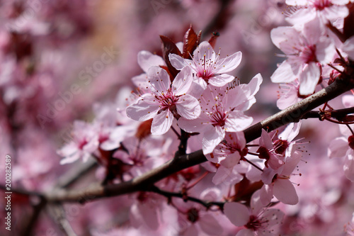 Closeup image of delicate spring pink blossom of tree prunus on little branch, blooming, leaves, warm colors, blurry background, copy space. Spring season.Nature concept. © avoferten
