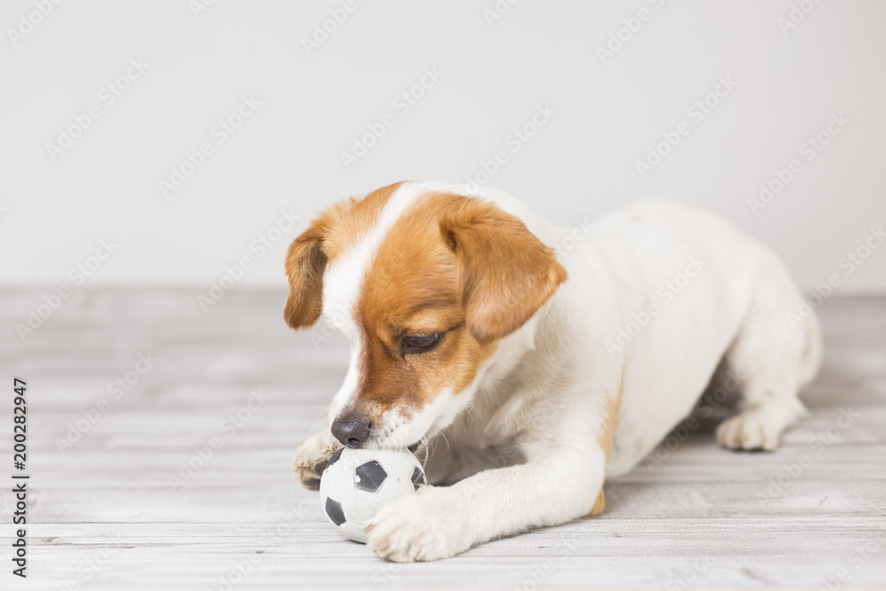 cute small dog playing with a tennis ball and having fun biting the ball. Pets indoors. Fun and lifestyle