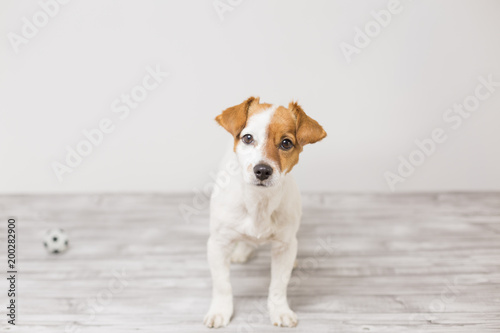 cute small dog playing with a tennis ball and having fun. Looking at the camera. Pets indoors. Fun and lifestyle