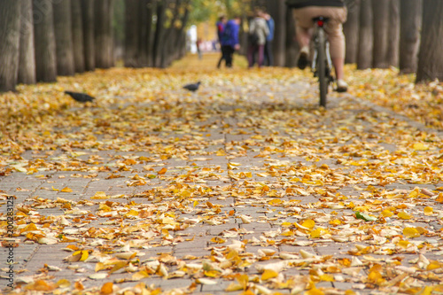 Colorful golden alley in the autumn park. Man is riding the bicycle away. group of friends on blurred background