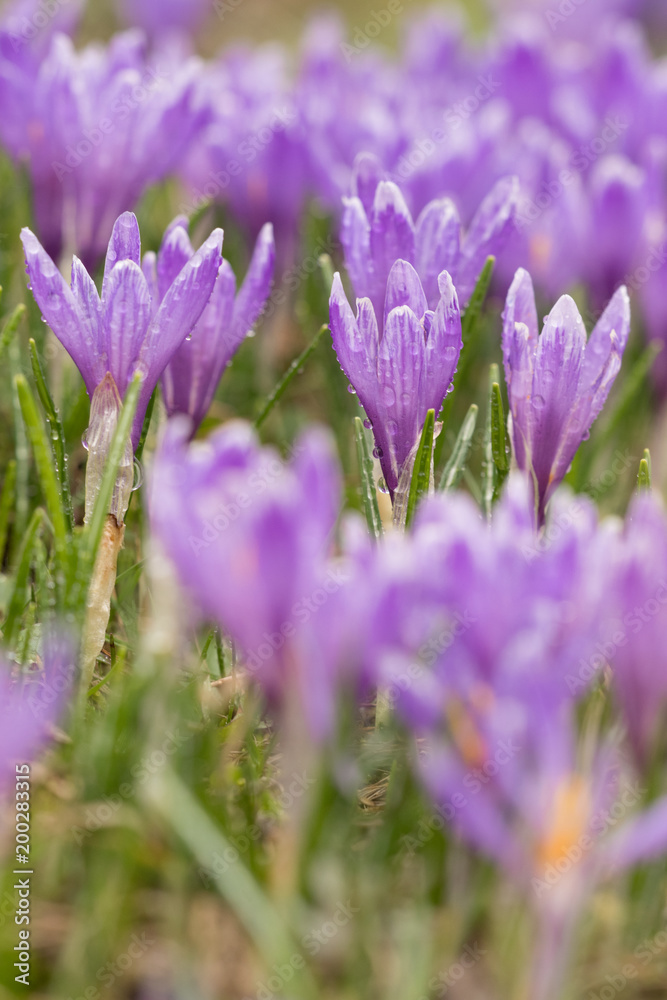 Obraz premium Flowers of Crocus albiflorus