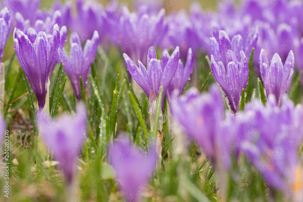 Obraz premium Flowers of Crocus albiflorus