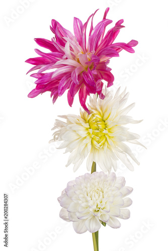 Fototapeta Naklejka Na Ścianę i Meble -  dahlia flower isolated