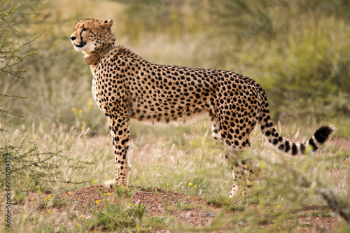 Female Cheetah on the lookout for prey