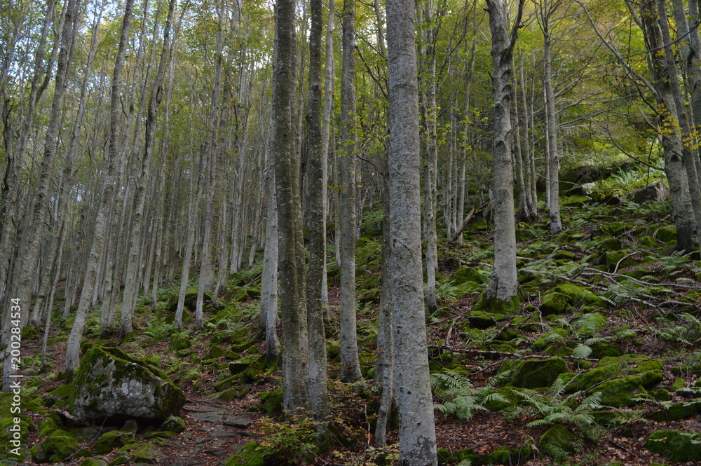 Fototapeta premium paesaggi naturali , uomo e tecnologia 