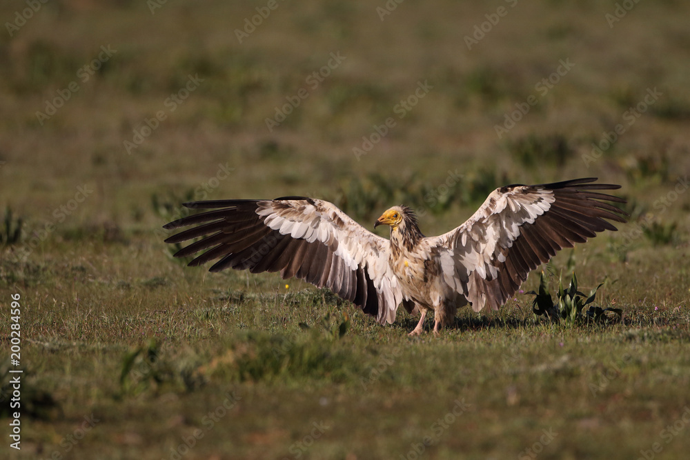 Obraz premium Egyptian vulture in to the steppe
