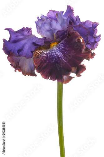 Fototapeta Naklejka Na Ścianę i Meble -  iris flower isolated