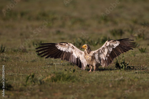 Egyptian vulture in to the steppe © Paolo