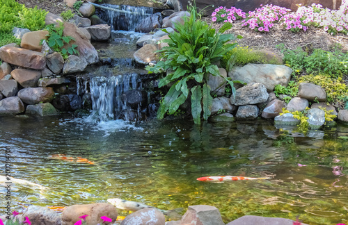Koi swim down stream past waterfall surrounded by flowers and greenery