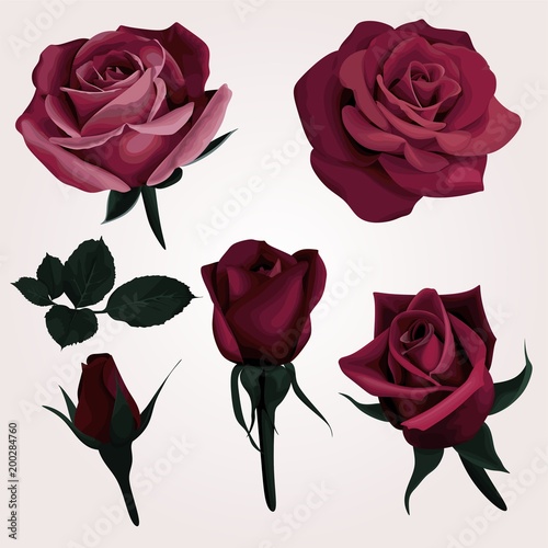 Deep Red Realistic Roses Vector Clip Art set of 6 marsala Flower image