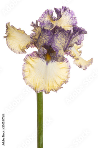 Fototapeta Naklejka Na Ścianę i Meble -  iris flower isolated