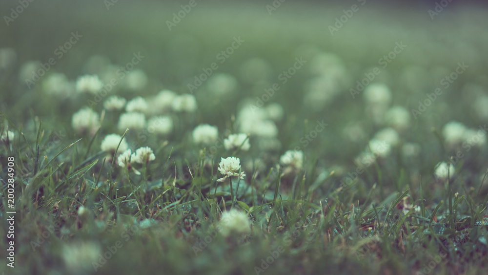 grass, spring, flower, flowers, white, view, background, field, little, nature, beautiful, green, meadow, daisy, plant, texture, garden, lawn, beauty, pattern, sky, closeup, natural, environment, gras