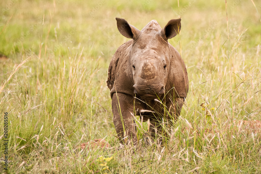 Naklejka premium White Rhinoceros calf running playfully through the long grass