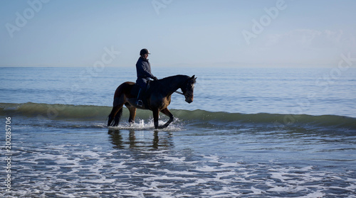 Horse at beach