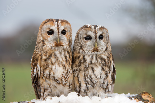 Tawny Owl (Strix aluco)/Tawny Owls perched on a branch