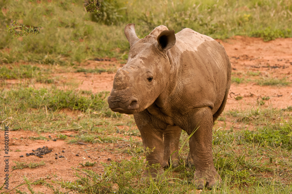 White Rhinoceros calf standing still while unsure as to how to react to the new activity White Rhinoceros calf standing still while unsure as to how to react to the new activity