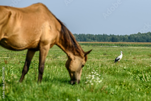 The stork walks the field  in the foreground the horse.