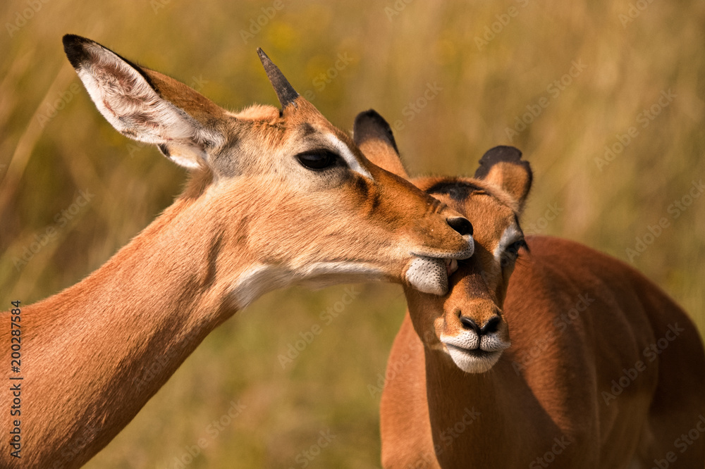 Young Impala ram allogrooming grooming his sibling Young Impala ram allogrooming grooming his sibling