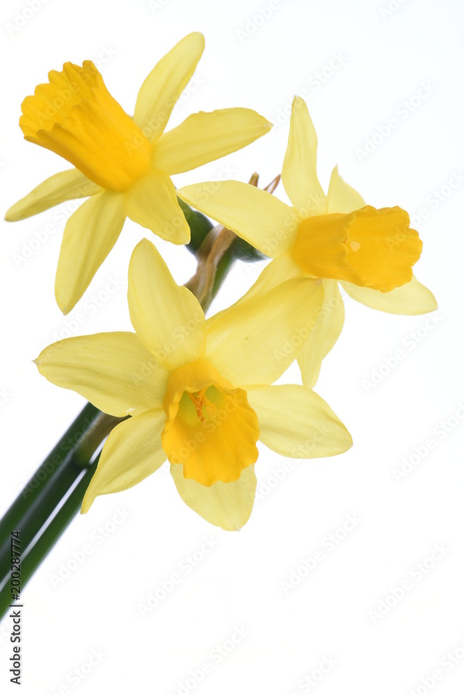 Spring floral fresh narcissus flowers isolated on white background