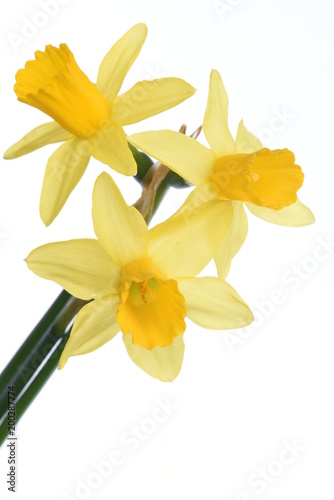 Spring floral fresh narcissus flowers isolated on white background