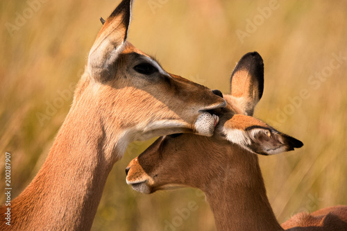 Young Impala ram and ewe allogrooming  photo