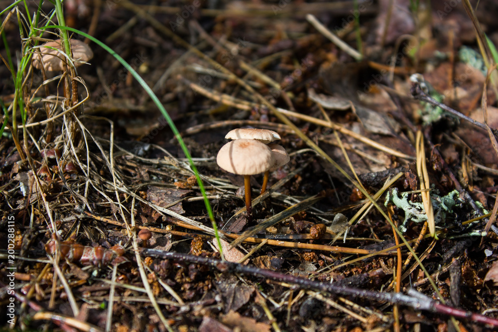 brown mushroom close-up on a background of grass brown mushroom close-up on a background of grass
